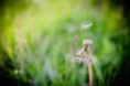 /album/natura/a20140508-20140508-img-4327-jpg/