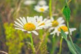 /album/natura/a20140724-20140724-img-5182-jpg/