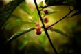 /album/natura/a20140724-img-5220-jpg/