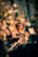 /album/natura/a20141013-img-8187-jpg/