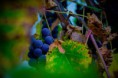 /album/natura/a20141013-img-8263-jpg/
