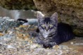 /album/animale/a20140904-img-6813-jpg/