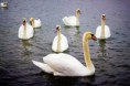 /album/animale/a20140904-img-6843-jpg/