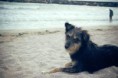 /album/animale/a20140905-img-6980-jpg/