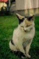 /album/animale/a20140917-20140917-img-7540-jpg/
