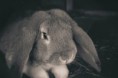 /album/animale/a20141013-20141013-img-8233-jpg/