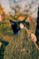 /album/animale/a20141013-img-8193-jpg/