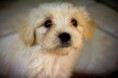 /album/animale/img-8852-jpg/