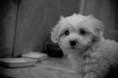 /album/animale/img-8884-jpg/